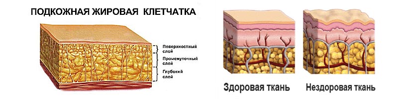 Роль жира для кожи Роль жира для кожи